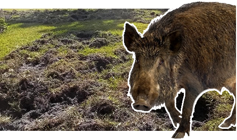 Hog Damage - WeHuntSC Nuisance Hog Removal